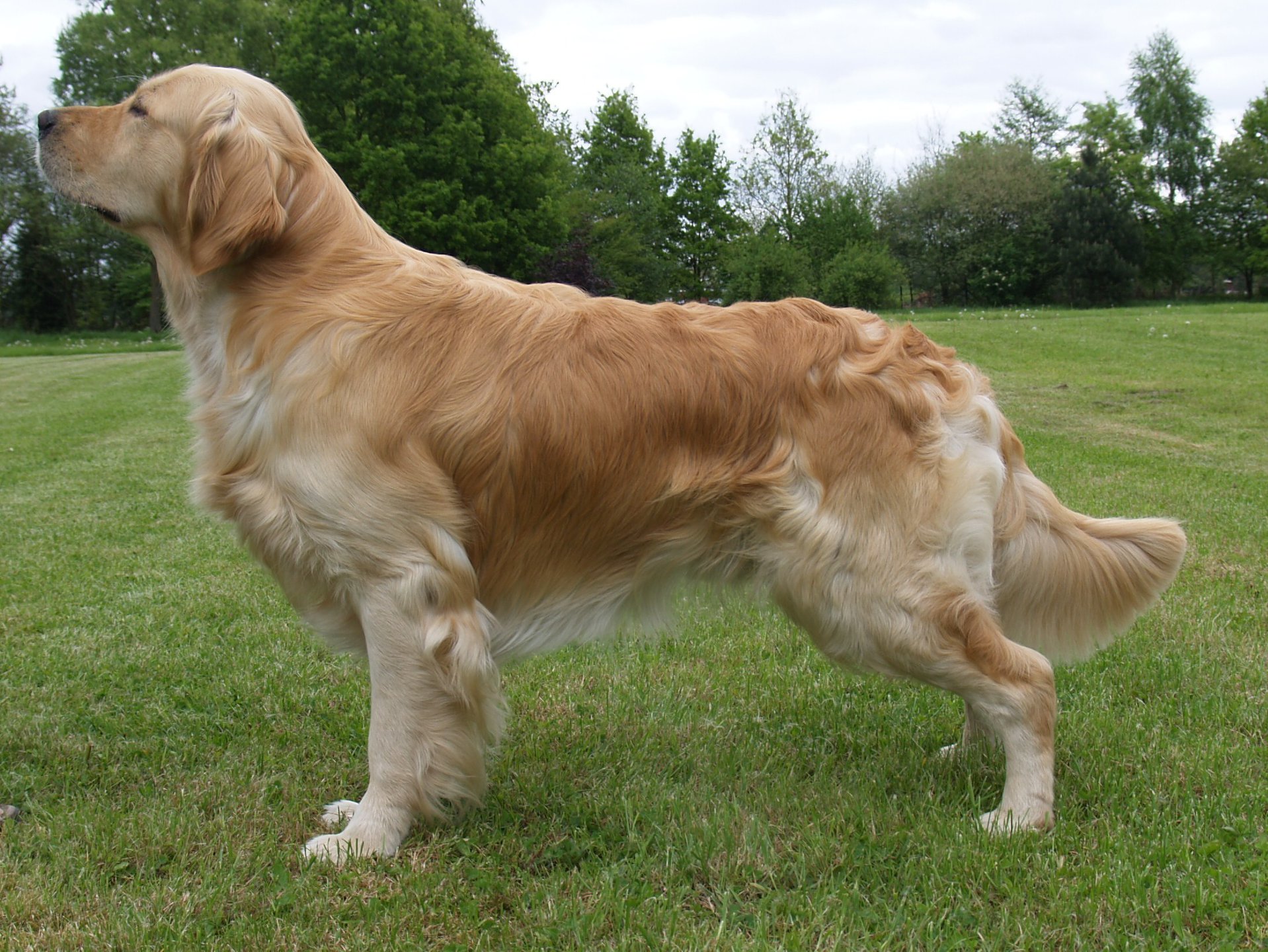 Dog picture