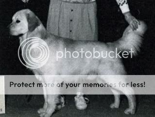 Dog picture
