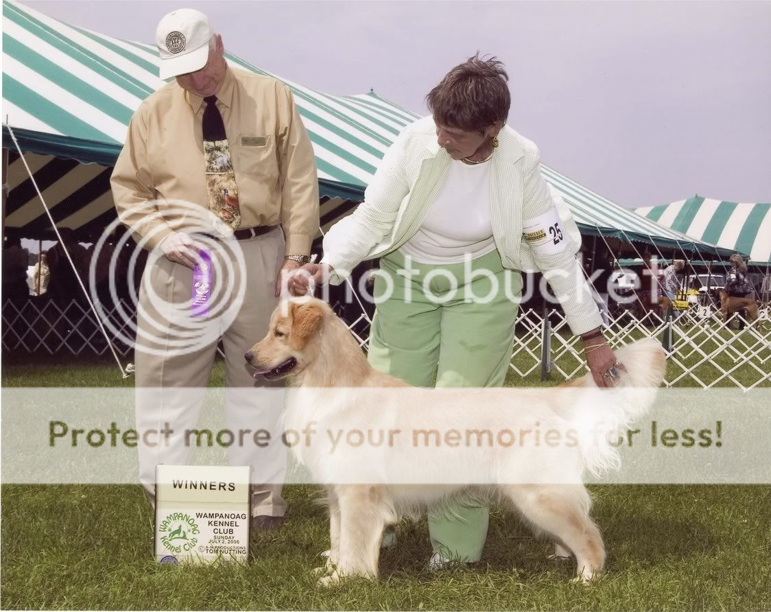 Dog picture