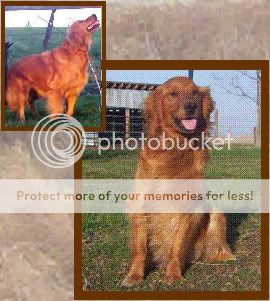 Dog picture