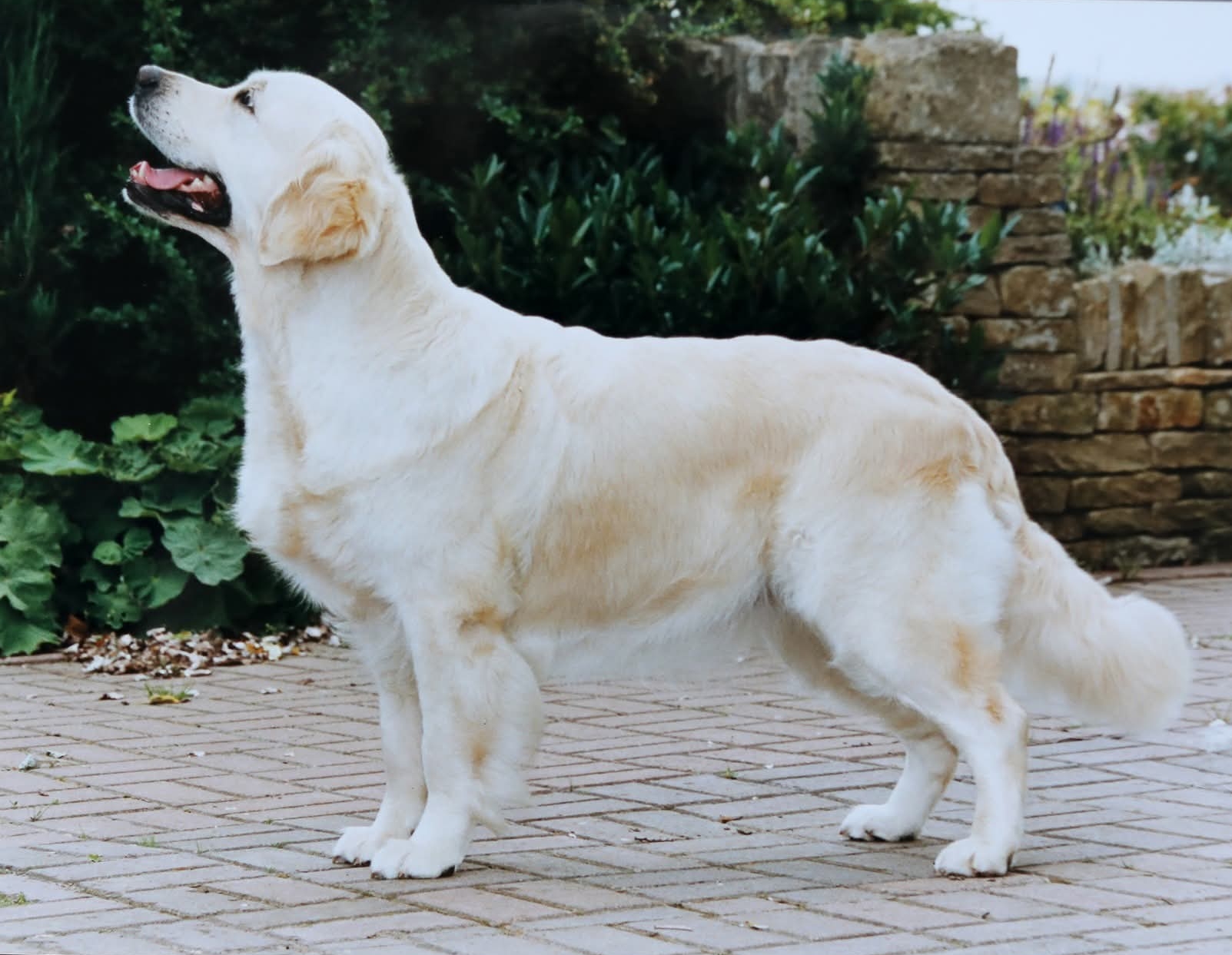 Dog picture