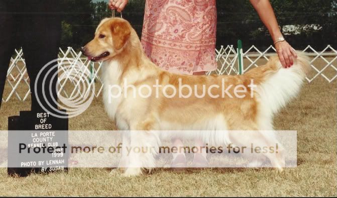 Dog picture