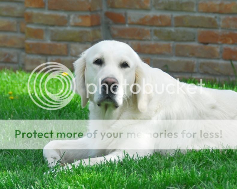 Dog picture