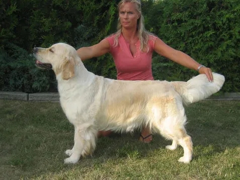 Dog picture