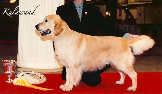 Dog picture