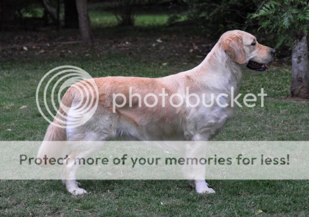Dog picture
