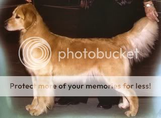 Dog picture