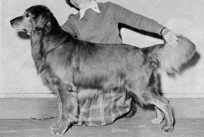 Dog picture