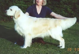 Dog picture