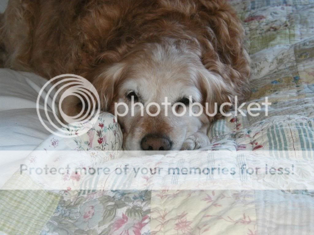 Dog picture