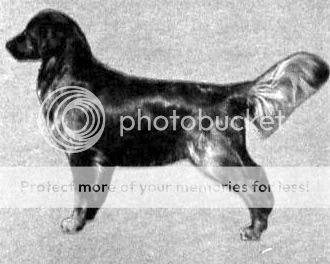Dog picture