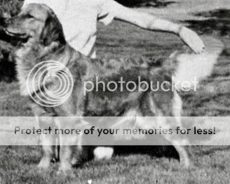 Dog picture