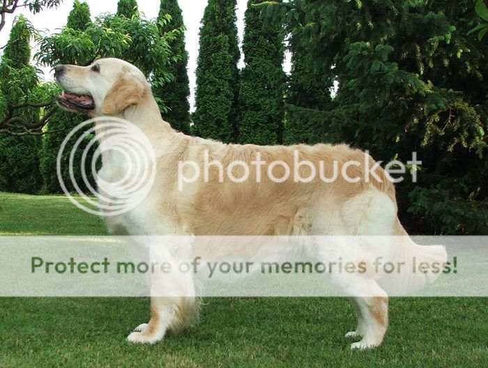 Dog picture