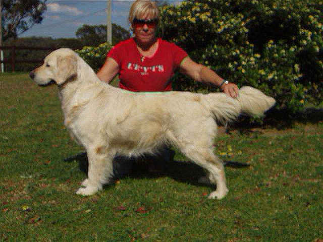 Dog picture