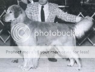 Dog picture