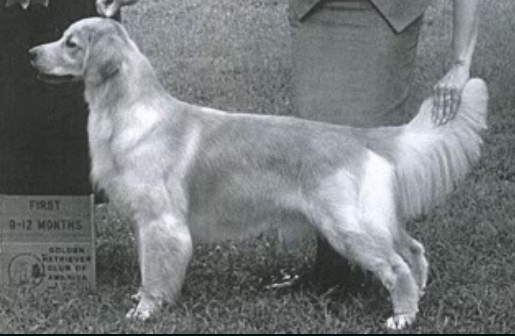 Dog picture