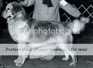 Dog picture