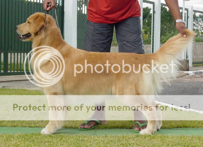 Dog picture
