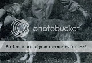 Dog picture
