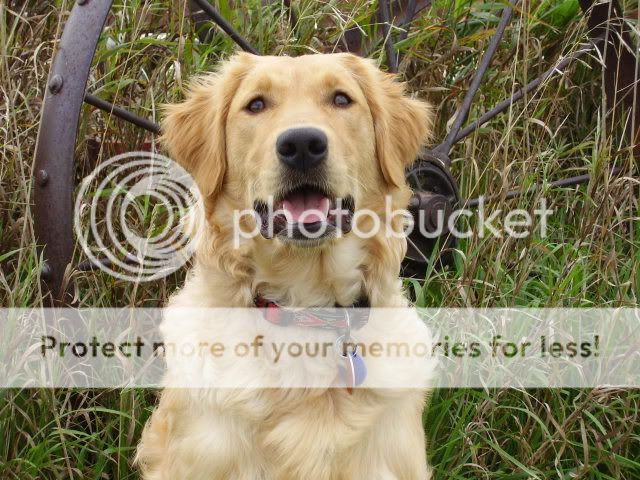 Dog picture
