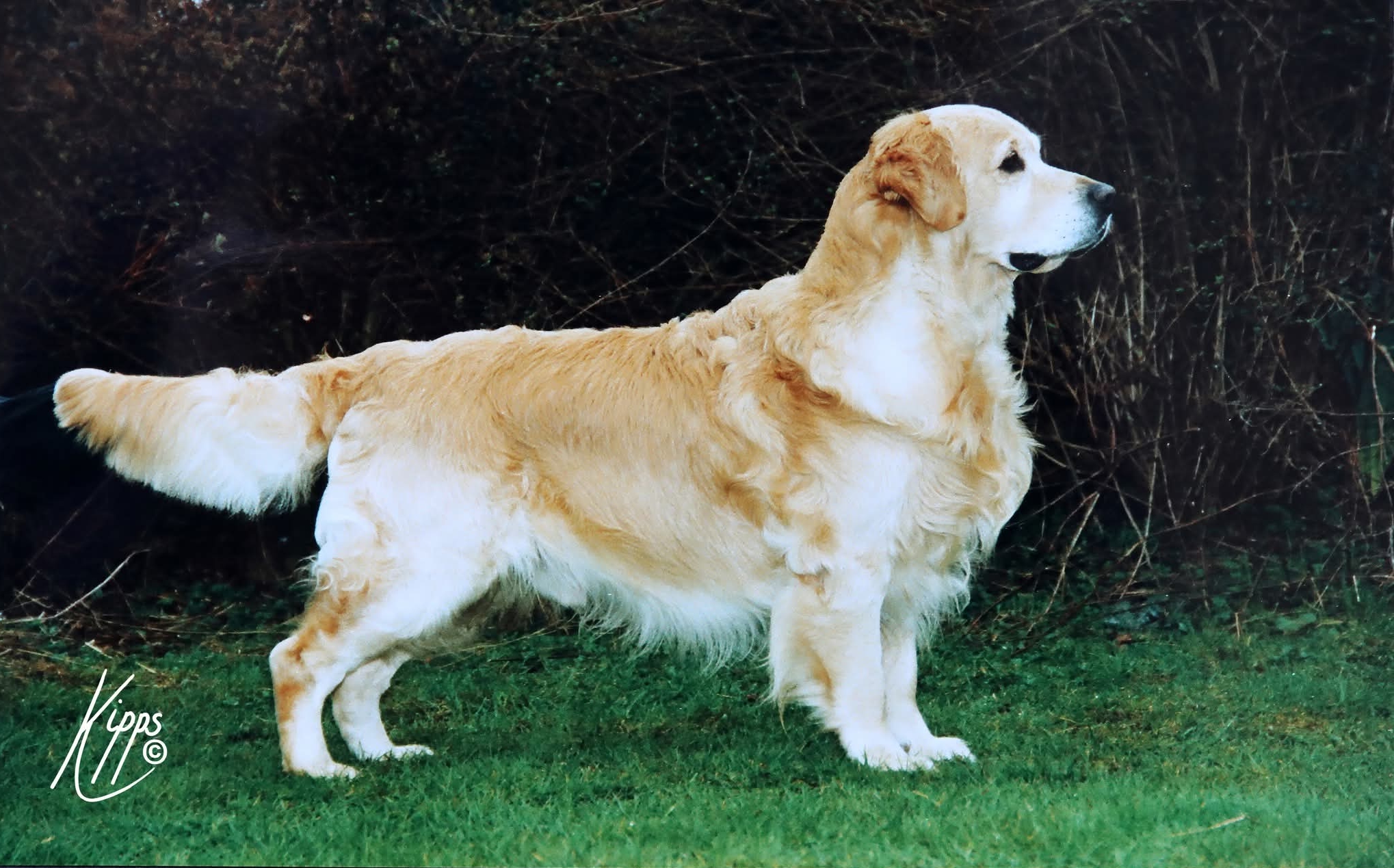 Dog picture
