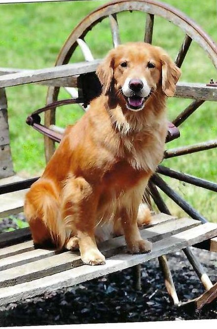 Dog picture