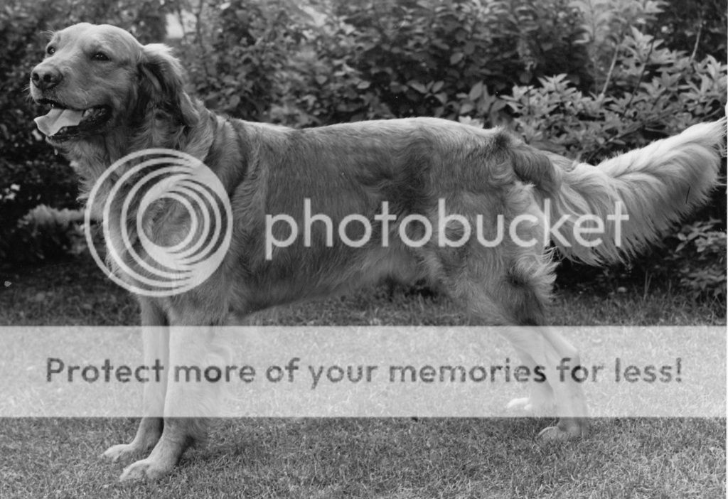Dog picture