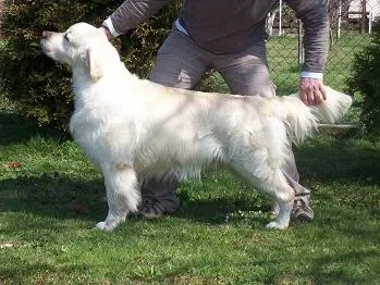 Dog picture