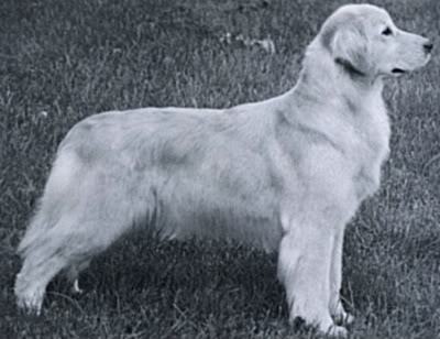 Dog picture