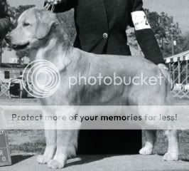 Dog picture