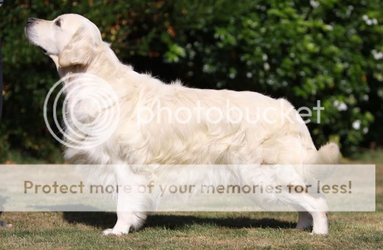 Dog picture