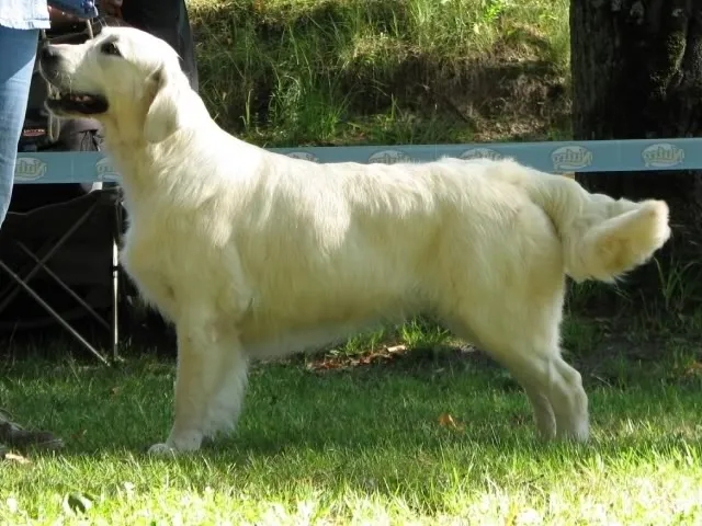 Dog picture