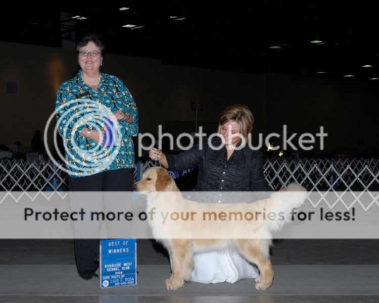 Dog picture