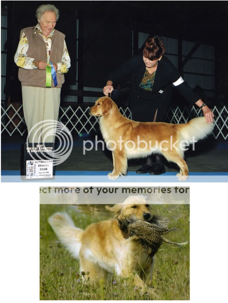 Dog picture