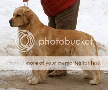 Dog picture