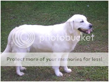 Dog picture