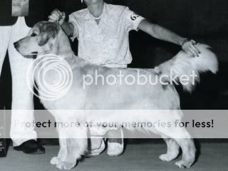 Dog picture