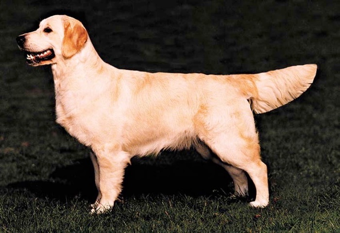 Dog picture