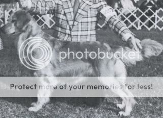 Dog picture