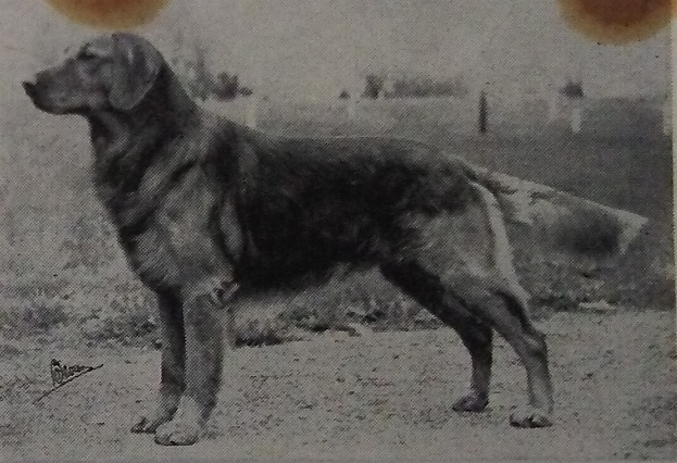 Dog picture