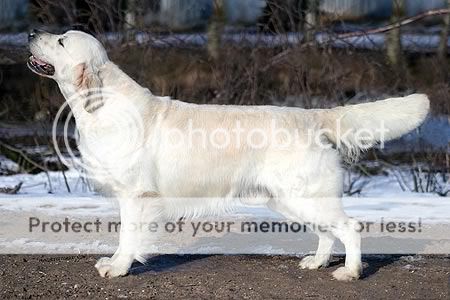 Dog picture
