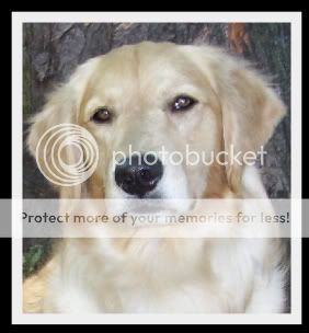 Dog picture