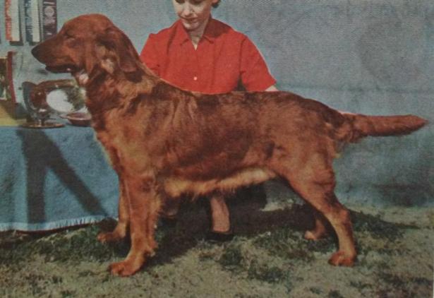 Dog picture