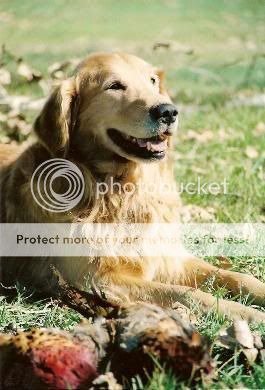 Dog picture
