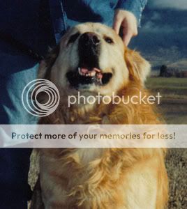 Dog picture