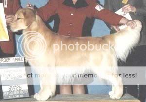 Dog picture