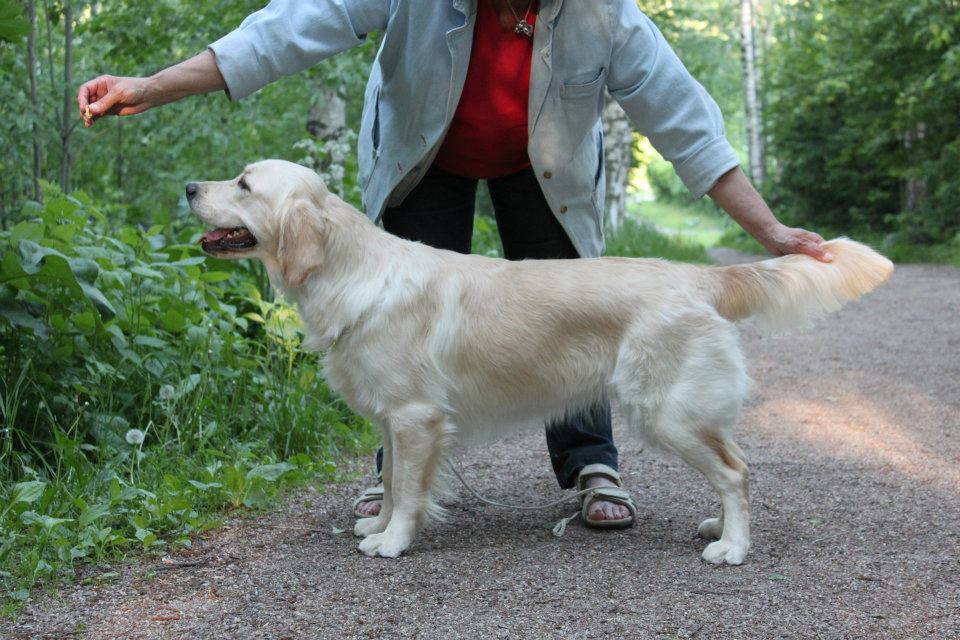Dog picture