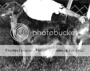 Dog picture