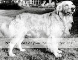Dog picture
