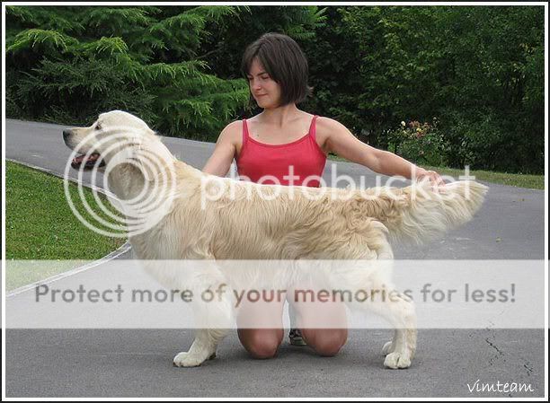 Dog picture